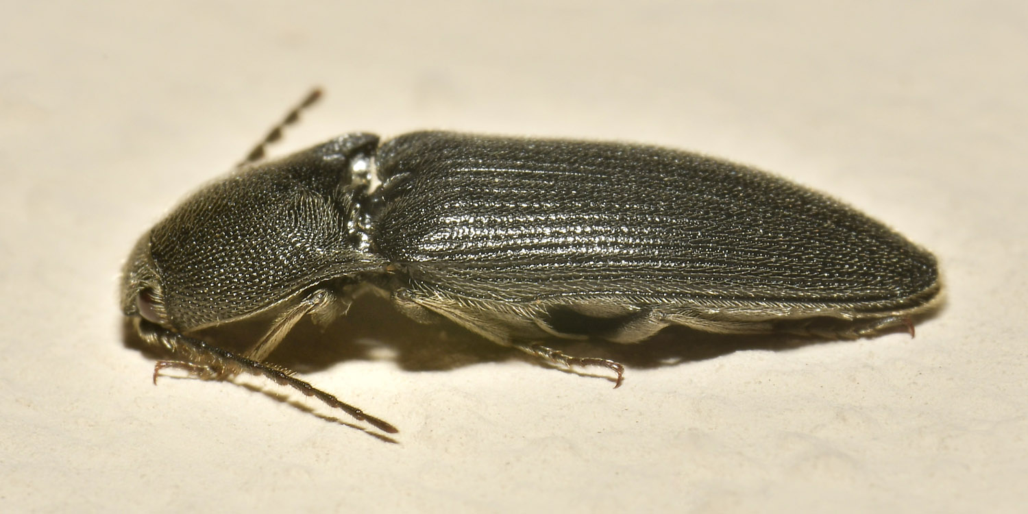 Elateridae: Melanotus sp?